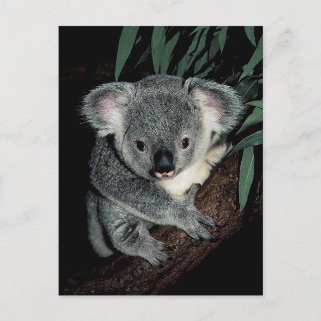 Cute Koala Bear Vykort (Framsida)