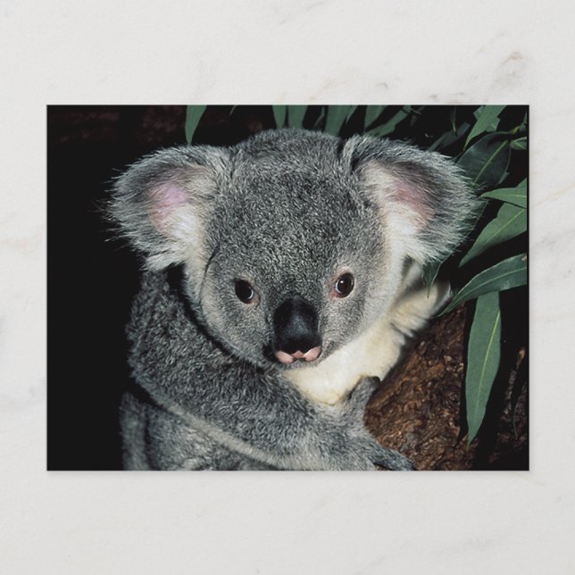 Cute Koala Bear Vykort (Framsida)
