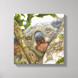 Cute Koala Bear Wrapped Canvas