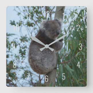 Cute Koala Climbing in a Tree Australia Square Wal Fyrkantig Klocka