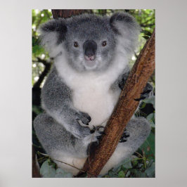 Cute Koala Destiny Zazzle Aussi Outback Poster