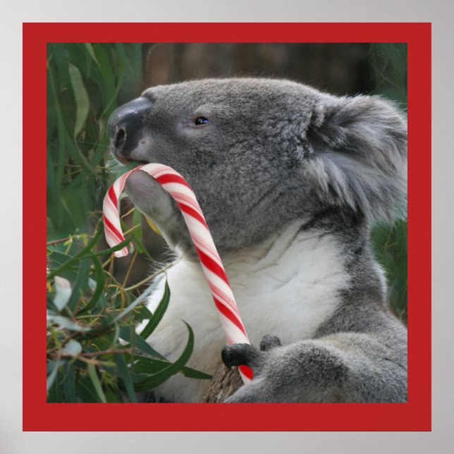 Cute Koala Eating Candy cane Poster (Framsidan)