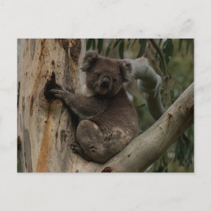 Cute Koala i träd Australien Vykort