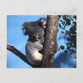 Cute Koala i träd med blå bakgrund Vykort