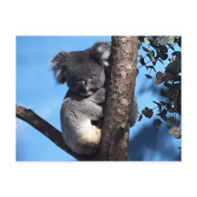 Cute Koala i träd med blå bakgrund