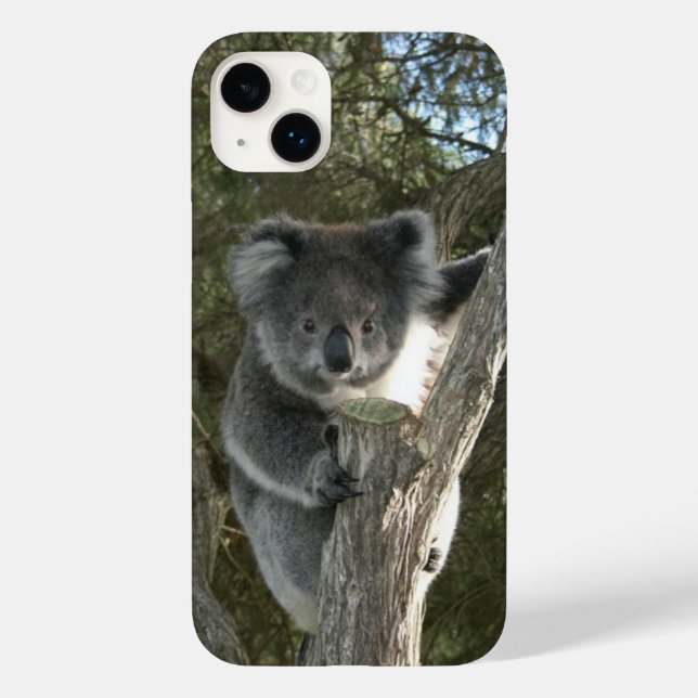 Cute Koala klättrar i ett foto från Träd (Baksida)