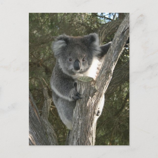 Cute Koala klättrar i Träd Vykort (Framsida)