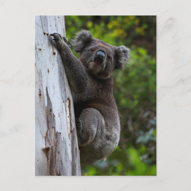 Cute Koala klättrar upp på ett vykort för träd Aus (Framsida)