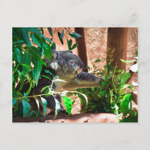 Cute Koala Vykort