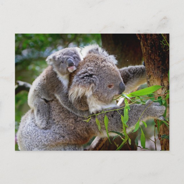 Cute Koalas Vykort (Framsida)