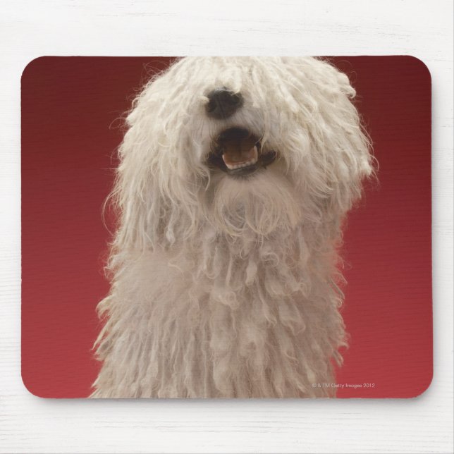 Cute Komondor Hund Musmatta (Framsidan)
