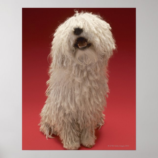 Cute Komondor Hund Poster (Framsidan)