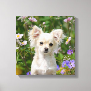 Cute kräm Chihuahua Hund Puppy Photo - Wrapped Canvastryck