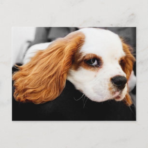 Cute Kung Charles spanel Vykort