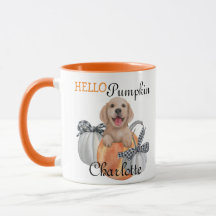 Cute Lab Puppy Hund Grått Orange Play Hej Pumpkin