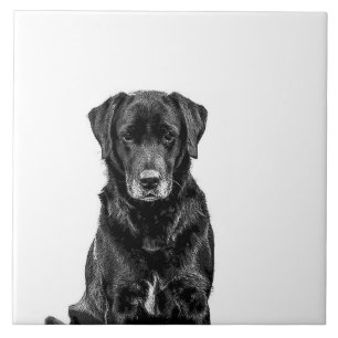 Cute Labrador Black Hund Puppy Pet Kakelplatta