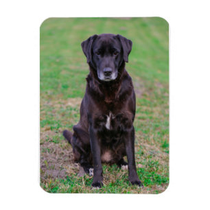 Cute Labrador Black Hund Puppy Pet Magnet