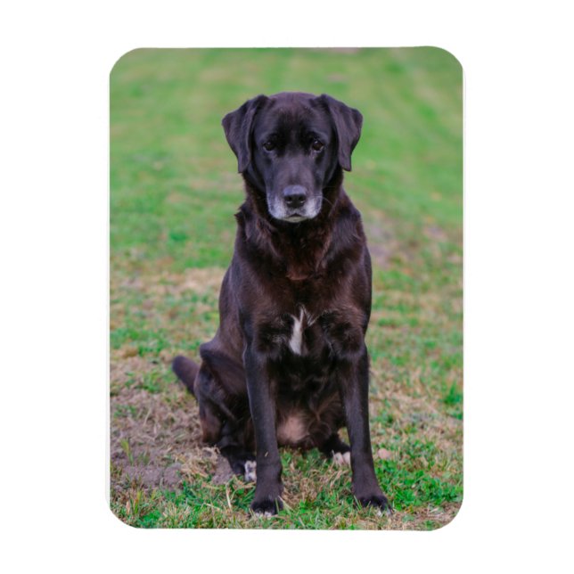 Cute Labrador Black Hund Puppy Pet Magnet (Vertikal)