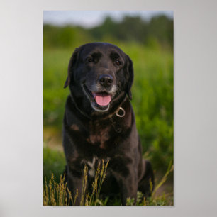 Cute Labrador Black Hund Puppy Pet Poster
