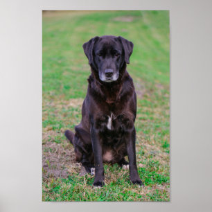 Cute Labrador Black Hund Puppy Pet Poster