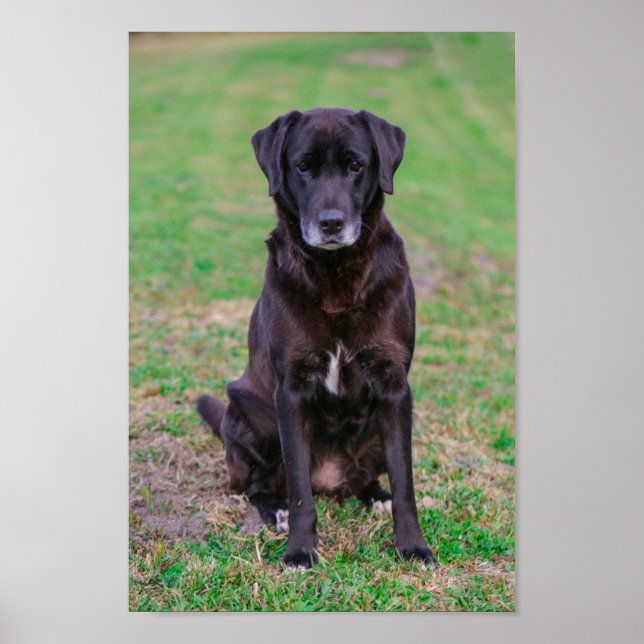 Cute Labrador Black Hund Puppy Pet Poster (Framsidan)