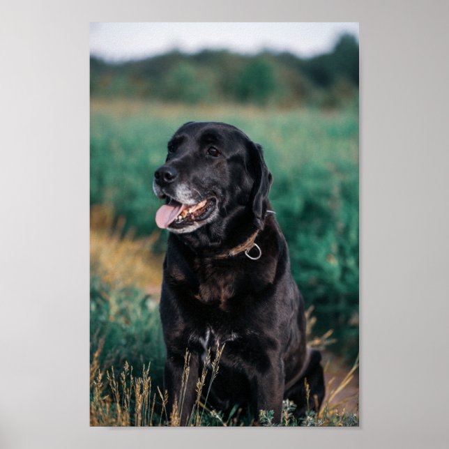 Cute Labrador Black Hund Puppy Pet Poster (Framsidan)