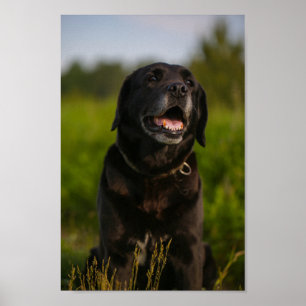 Cute Labrador Black Hund Puppy Pet Poster