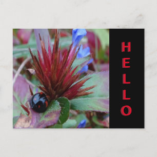 Cute Ladybug Cust. Textvykort för HEJ Vykort