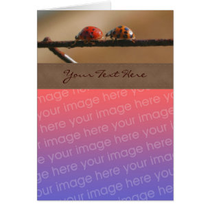 Cute Ladybug Pair Natature Your Photo Card Hälsningskort