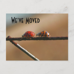Cute Ladybugs Nya adress vykort