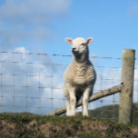 CUTE LAMB CANVASTRYCK<br><div class="desc">En fotografisk design av ett sött litet lamm.</div>