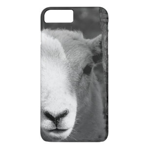 CUTE LAMB