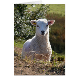 Cute Lamb-fotokort Hälsningskort