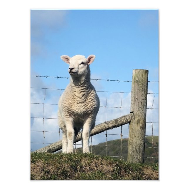 CUTE LAMB FOTOTRYCK (Framsidan)