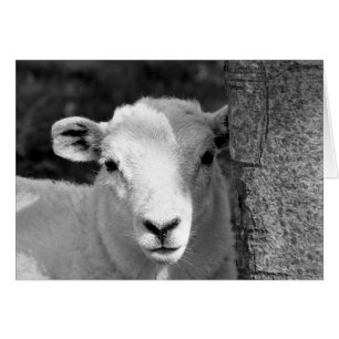 CUTE LAMB-kort Hälsningskort