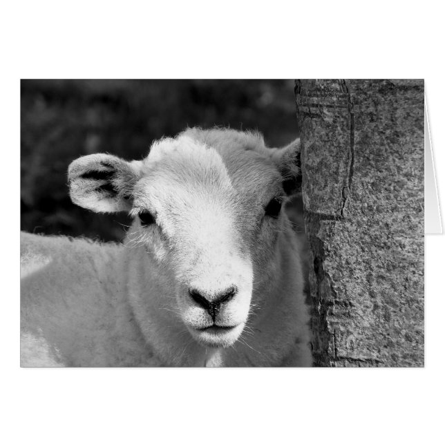 CUTE LAMB-kort Hälsningskort (Framsidan Horizontal)
