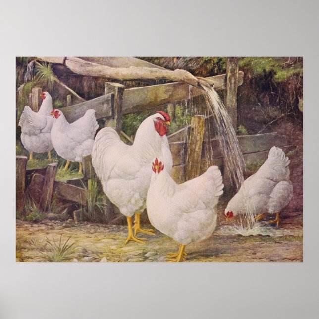 Cute Land vintage Chickens poster (Framsidan)