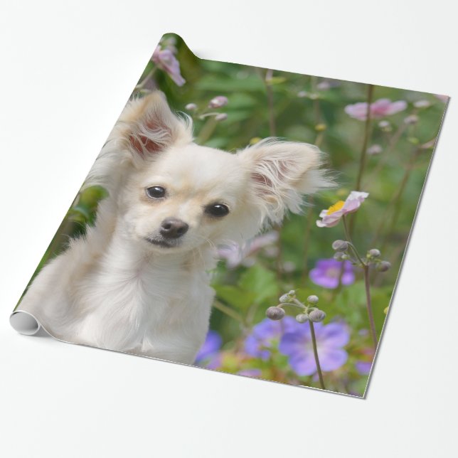 Cute långhårig kräm Chihuahua Hund Puppy Pet Photo Presentpapper (Utrullad)