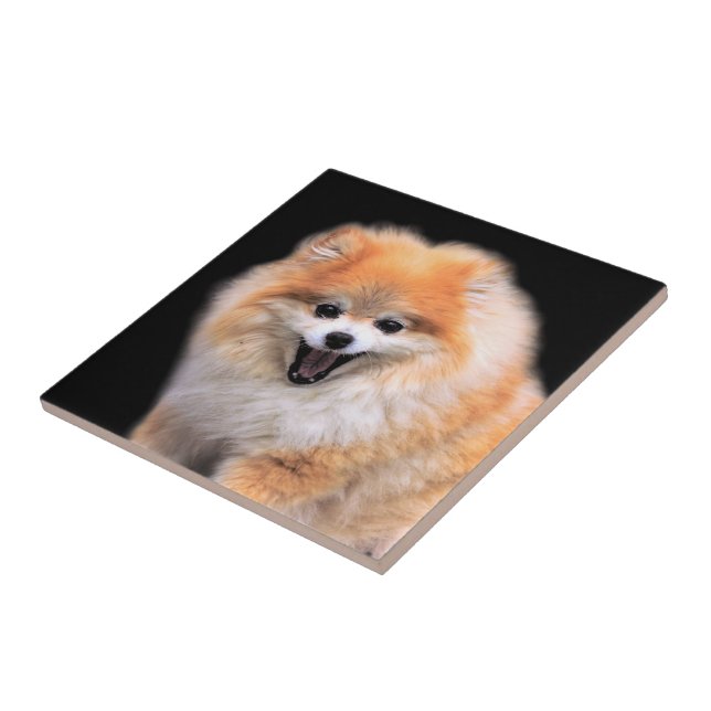 Cute Laughing Pommern Hund Kakelplatta (Sidan)