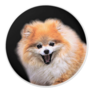 Cute Laughing Pommern Hund Knopp
