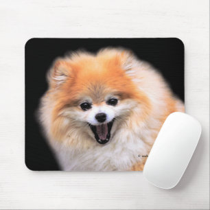 Cute Laughing Pommern Hund Musmatta