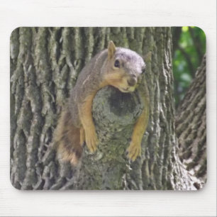 Cute Lazy Squirrel på Träd Gren Musmatta