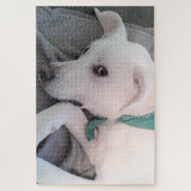 Cute Lazy White Hund med Grönt Scarf