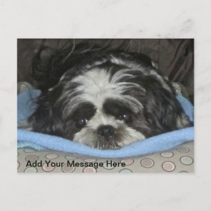 Cute Ledsen Eyed Shih Tzu Puppy Postcard Vykort