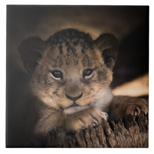 Cute lejonare unge kakelplatta