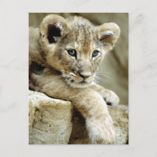 Cute Lejonare Unge Vykort