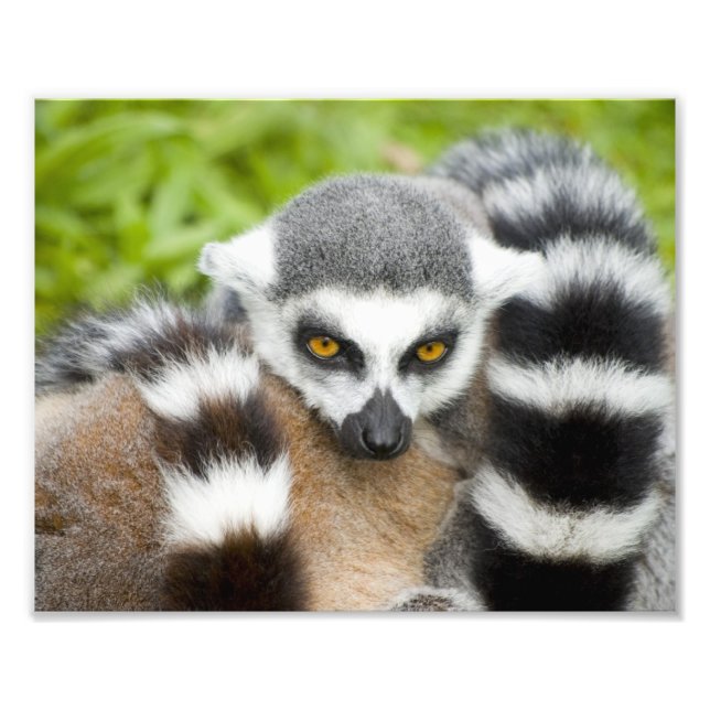 Cute Lemur Stripey Svan Fototryck (Framsidan)