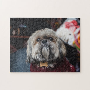 Cute lhasa apso-valpen vid jul b pussel