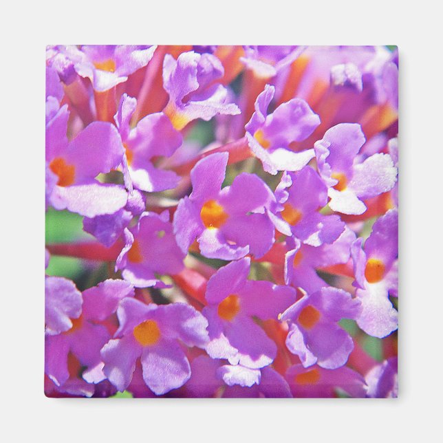Cute lila, små blommor magnet (Framsidan)