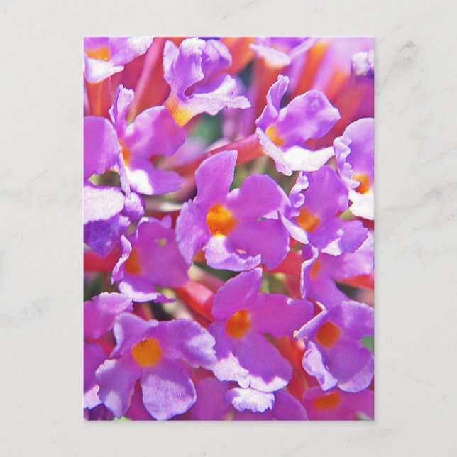 Cute lila, små blommor vykort (Framsida)